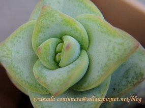 Crassula conjuncta / 星之王子 / 星の王子