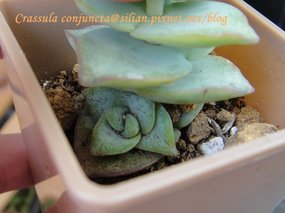 Crassula conjuncta / 星之王子 / 星の王子