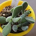 Crassula rogersii / 小圓刀 / ロゲルシー
