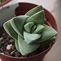 Crassula &apos;MOON GLOW&apos; / 紀之川 / 紀の川