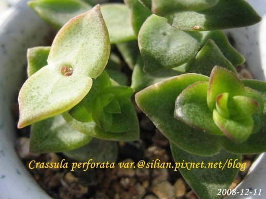Crassula perforata var  十字星 