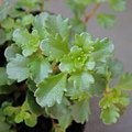 Sedum selskianum / ステファニーゴールド