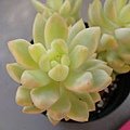 Sedum adolphii f. variegata  / 黃麗錦 / 月の王子錦 / 黄麗錦（おうれいにしき）