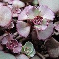 Sedum spurium &apos;Dragon&apos;s blood&apos; / ドラゴンズブラッド