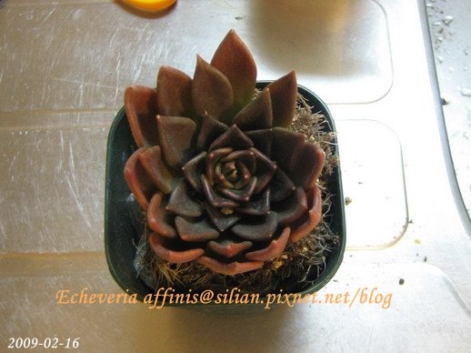 Echeveria affinis / 古紫 