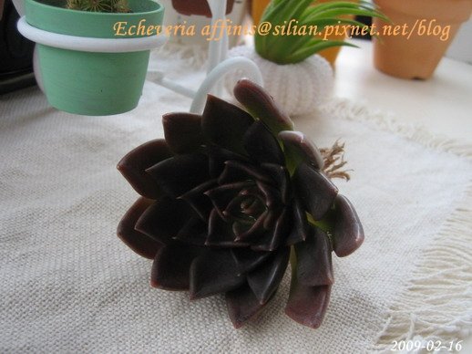 Echeveria affinis / 古紫 