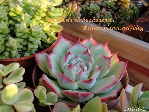 Echeveria chihuahuaensis / 唇炎之宵 / チワワエンシス
