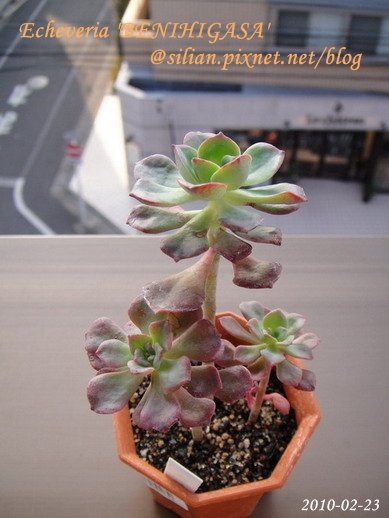 紅日傘 / Echeveria &apos;BENIHIGASA&apos;