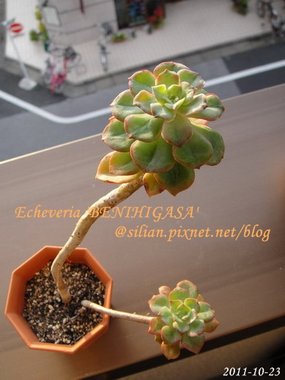 紅日傘 / Echeveria &apos;BENIHIGASA&apos;