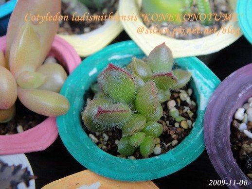 子貓之爪 / 子猫の爪 / Cotyledon ladismithiensis &apos;KONEKONOTUME&apos; 