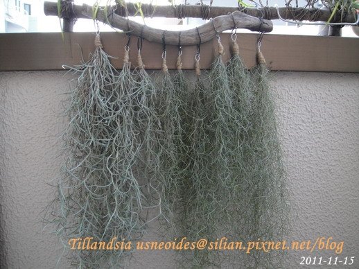 Tillandsia usneoides / 松蘿 / ウスネオイデス