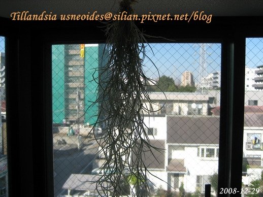 Tillandsia usneoides / 松蘿 / ウスネオイデス