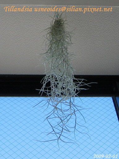 Tillandsia usneoides / 松蘿 / ウスネオイデス