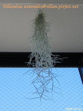 Tillandsia usneoides / 松蘿 / ウスネオイデス