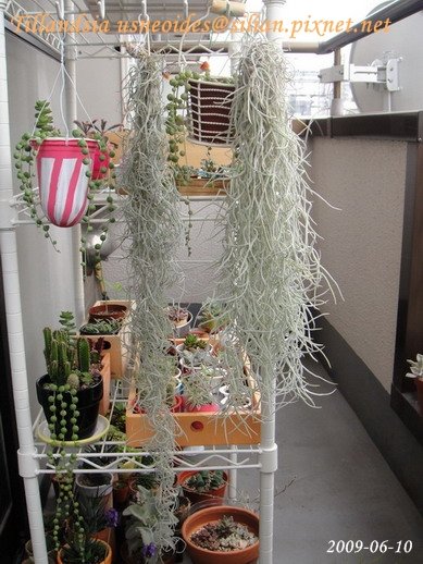 Tillandsia usneoides / 松蘿 / ウスネオイデス