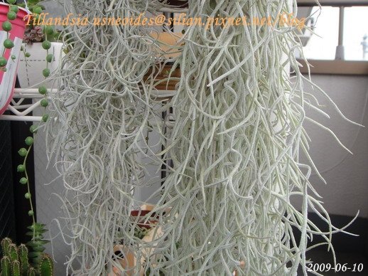 Tillandsia usneoides / 松蘿 / ウスネオイデス