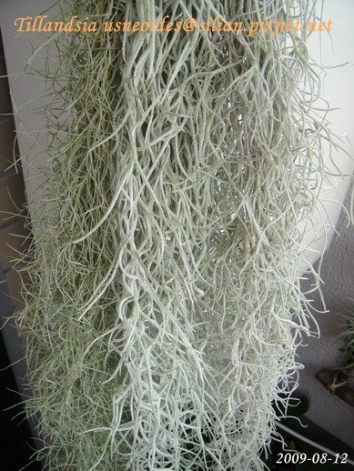 Tillandsia usneoides / 松蘿 / ウスネオイデス