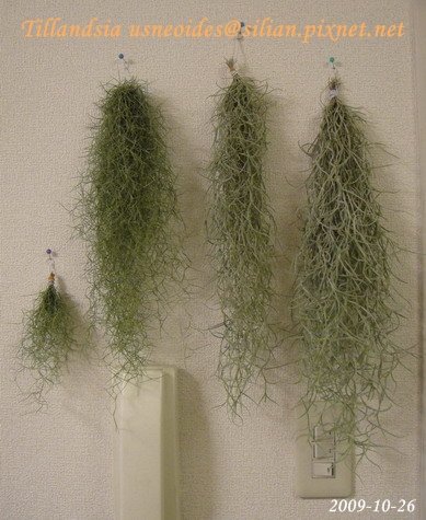 Tillandsia usneoides / 松蘿 / ウスネオイデス