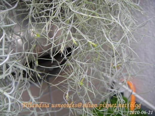 Tillandsia usneoides / 松蘿 / ウスネオイデス