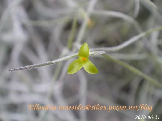 Tillandsia usneoides / 松蘿 / ウスネオイデス