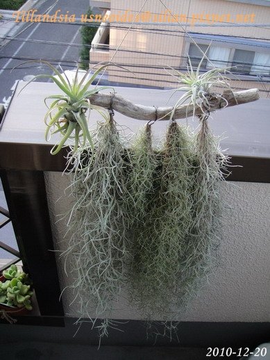 Tillandsia usneoides / 松蘿 / ウスネオイデス