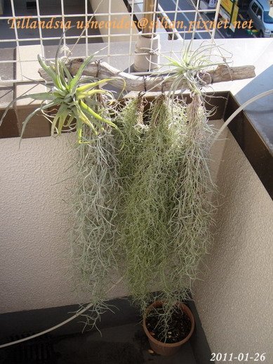 Tillandsia usneoides / 松蘿 / ウスネオイデス