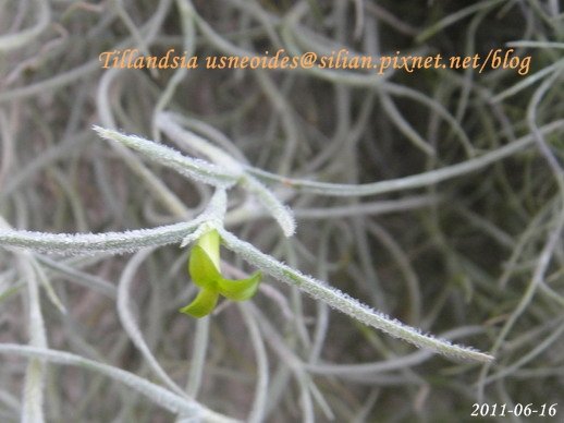 Tillandsia usneoides / 松蘿 / ウスネオイデス