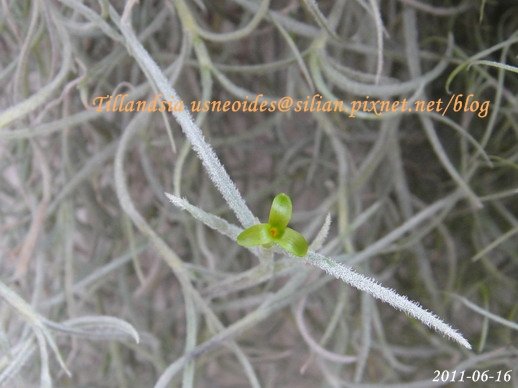 Tillandsia usneoides / 松蘿 / ウスネオイデス