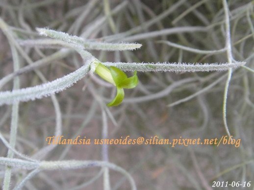 Tillandsia usneoides / 松蘿 / ウスネオイデス