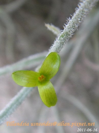 Tillandsia usneoides / 松蘿 / ウスネオイデス