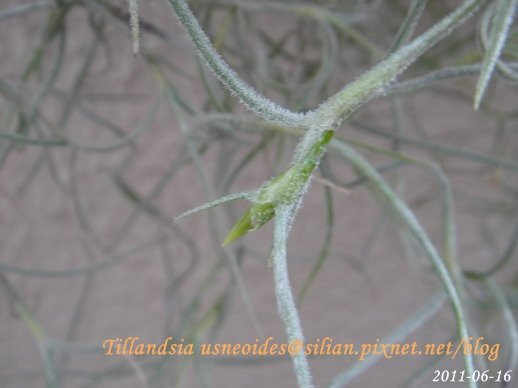 Tillandsia usneoides / 松蘿 / ウスネオイデス