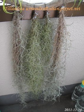 Tillandsia usneoides / 松蘿 / ウスネオイデス