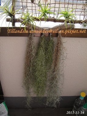 Tillandsia usneoides / 松蘿 / ウスネオイデス