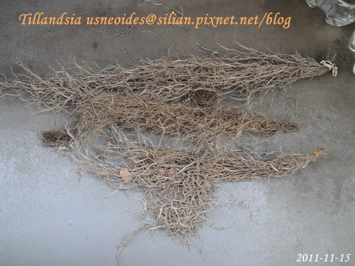 Tillandsia usneoides / 松蘿 / ウスネオイデス