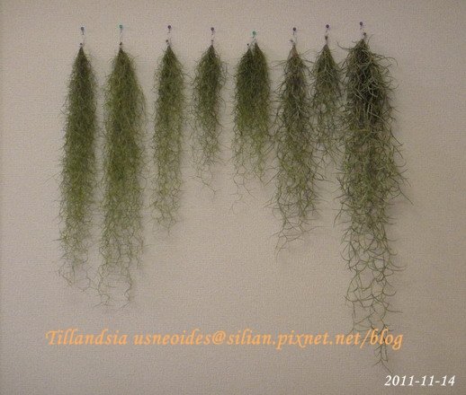 Tillandsia usneoides / 松蘿 / ウスネオイデス