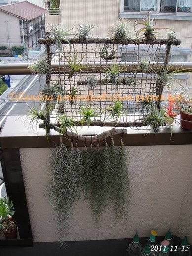 Tillandsia usneoides 松蘿  31.jpg