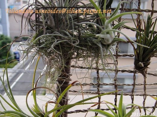 Tillandsia usneoides / 松蘿 / ウスネオイデス