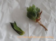 多肉友的愛心分享