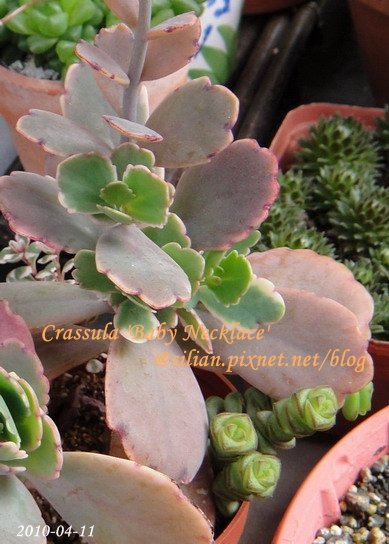 Crassula &apos;Baby Necklace&apos; / 數珠星 / 烤肉串 / 数珠星