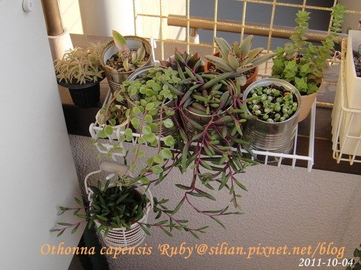 Othonna capensis &apos;Ruby&apos; / 紫月 / ルビーネックレス 4