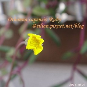 Othonna capensis &apos;Ruby&apos; / 紫月 / ルビーネックレス 4