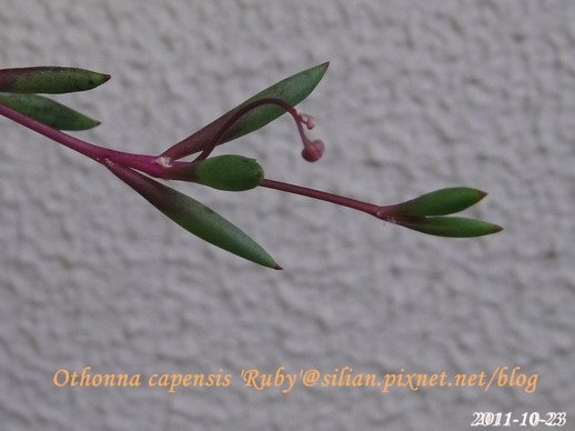 Othonna capensis &apos;Ruby&apos; / 紫月 / ルビーネックレス 4