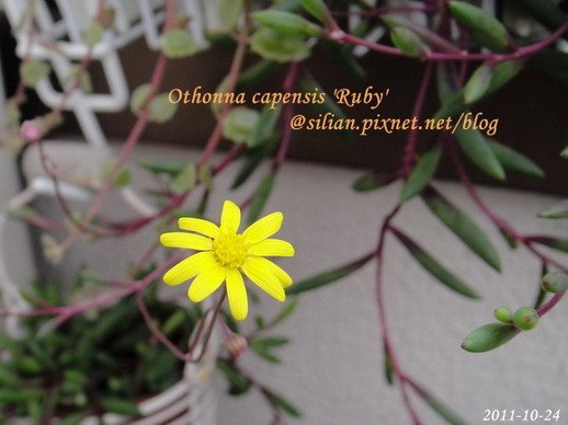 Othonna capensis &apos;Ruby&apos; / 紫月 / ルビーネックレス 4