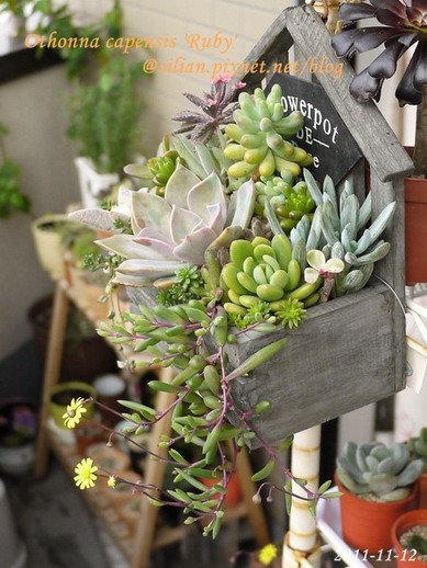 Othonna capensis &apos;Ruby&apos; / 紫月 / ルビーネックレス 5
