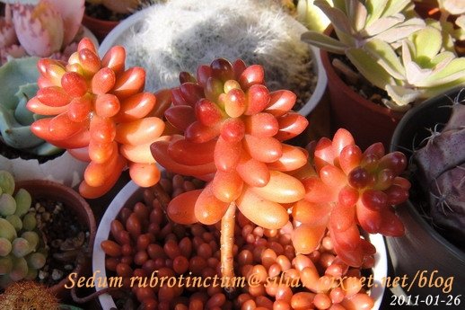 Sedum rubrotinctum / 虹之玉