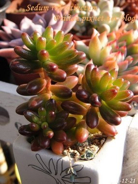 Sedum rubrotinctum / 虹之玉