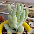 Sedum allantoides / 白厚葉弁慶 / アラントイデス