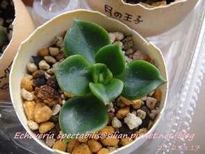 JP Auction Echeveria spectabilis 1