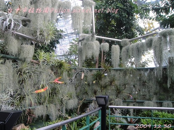 台中植物園  20091230 161045