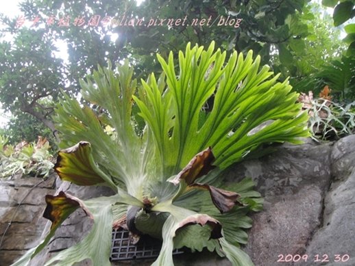 台中植物園  20091230 161702